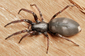white-tailed-spider