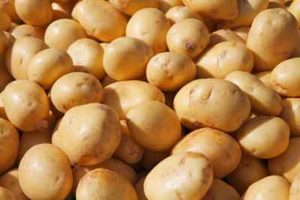 Potato-Yukon-gold11