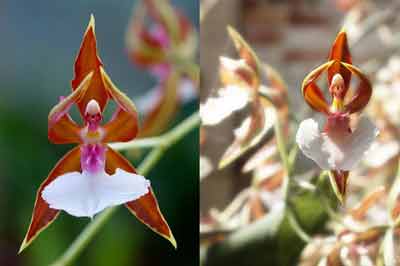 Beautiful-Dancing-Girl-Orchids