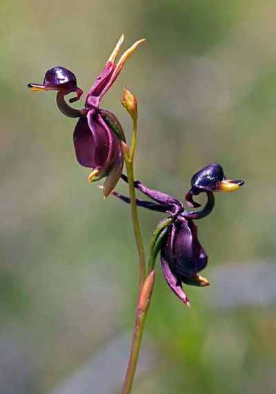 FLYING-DUCK-ORCHID