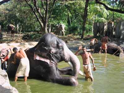 elephant-spa