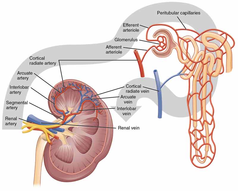 kidney diagram