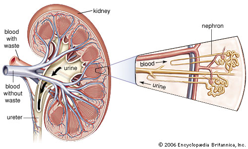 nephrons