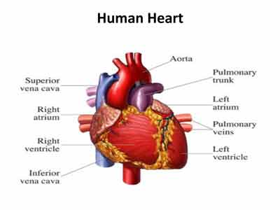 human-heart-with-parts