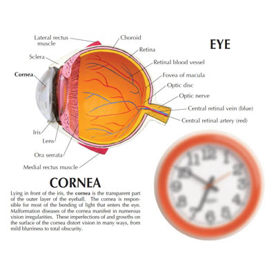 kids facts about human eye