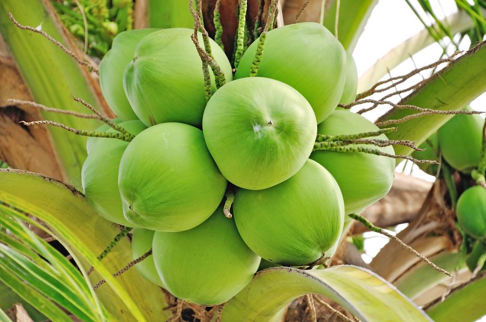 young-coconuts