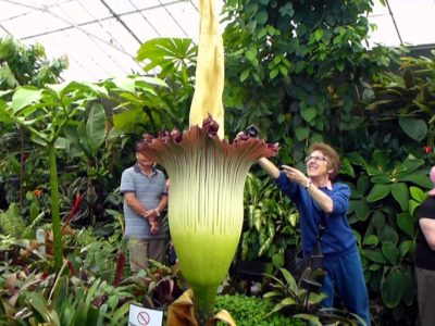 titan-arum