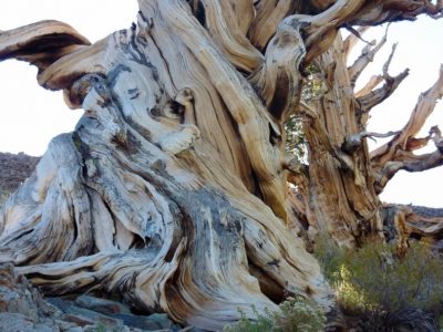 bristlecone-pines