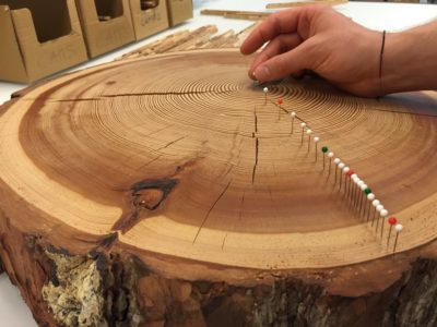 tree rings