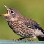 Why do birds sing?